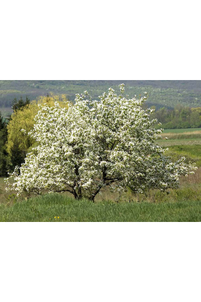 Morus alba Shelly для вашого саду — гармонія краси і врожаю.